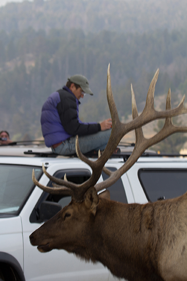 George studying elk