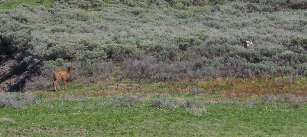 elk calf and coyote standoff in sage Hayden Valley Yellowstone