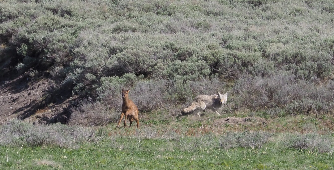 Coyote chasing elk calf in Yellowstone