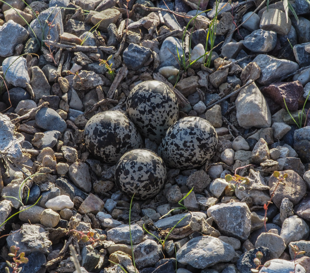 Killdeer eggs in nest in gravel