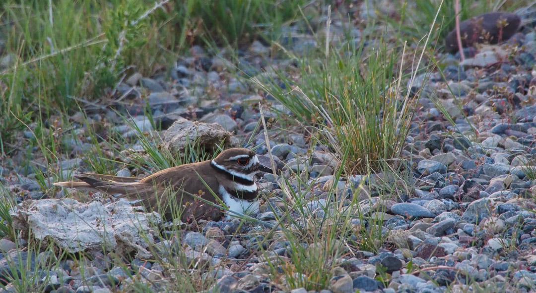 Killdeer on nest montana