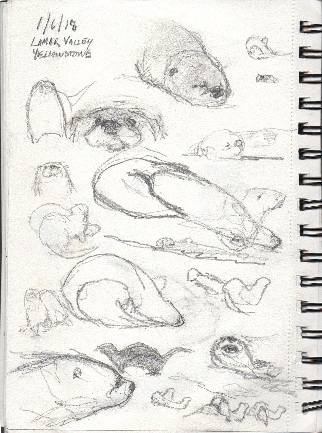 Yellowstone River Otter Sketches Artist George Bumann