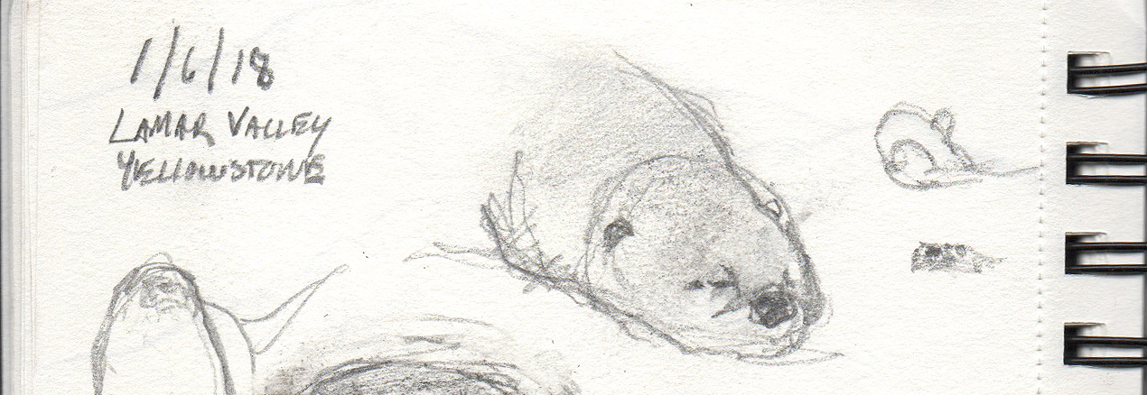 Yellowstone River Otter Sketch George Bumann