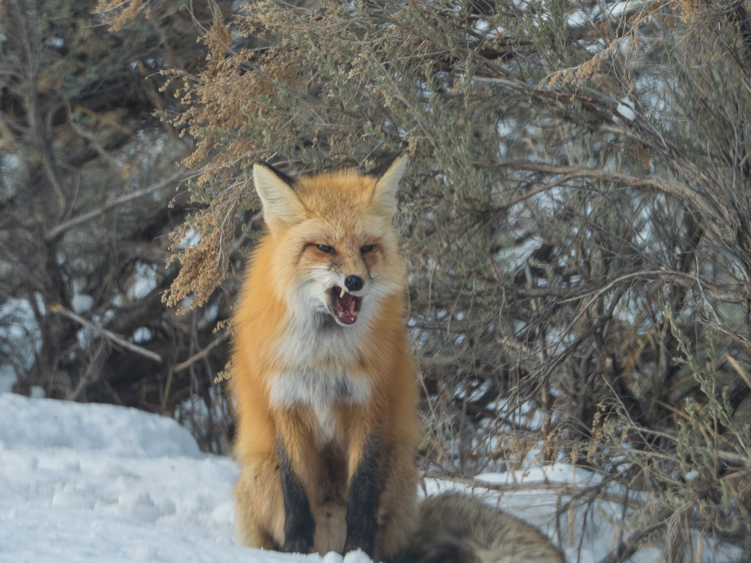 red fox after eating a vole in Yellowstone