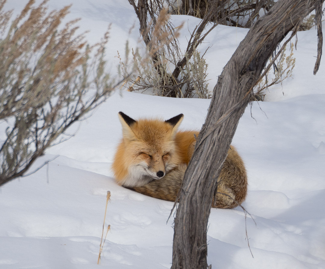 Fox sleeping in snow in Yellowstone