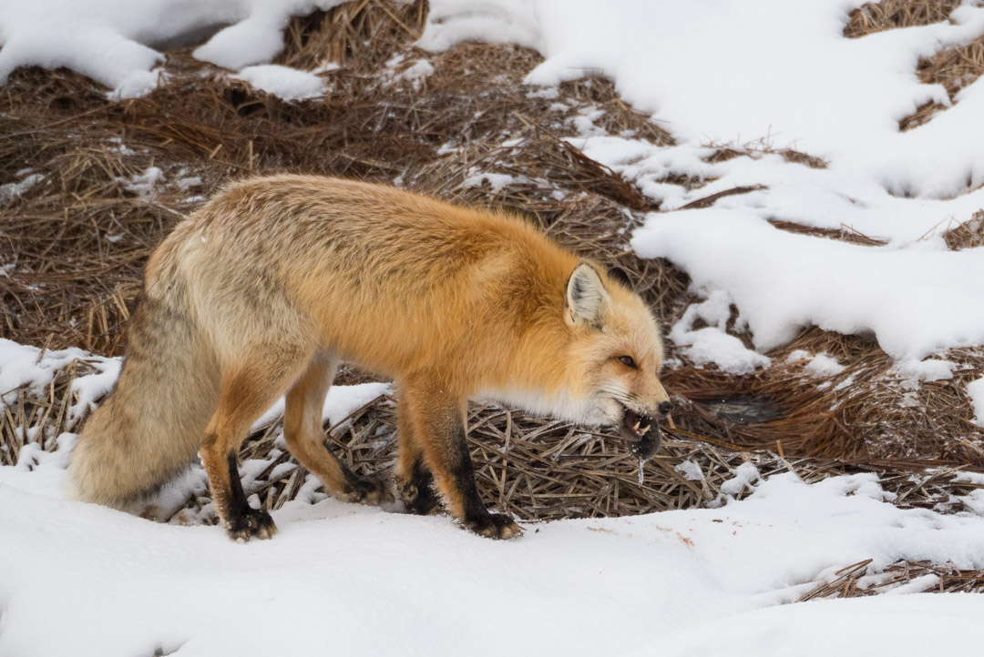 Red fox eating a vole in Yellowstone