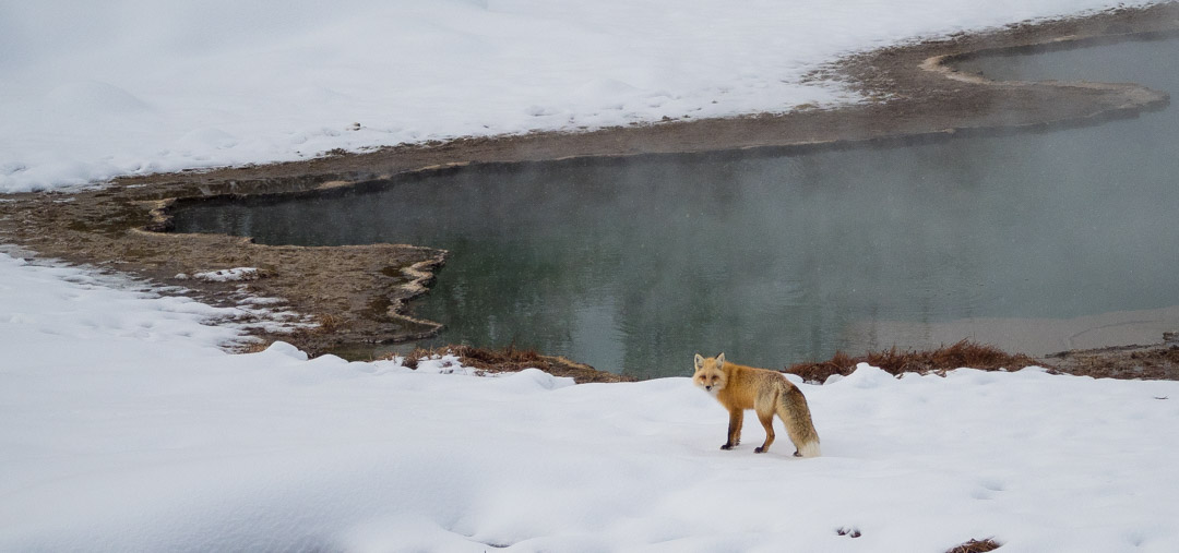 Red fox next to thermal feature in Yellowstone