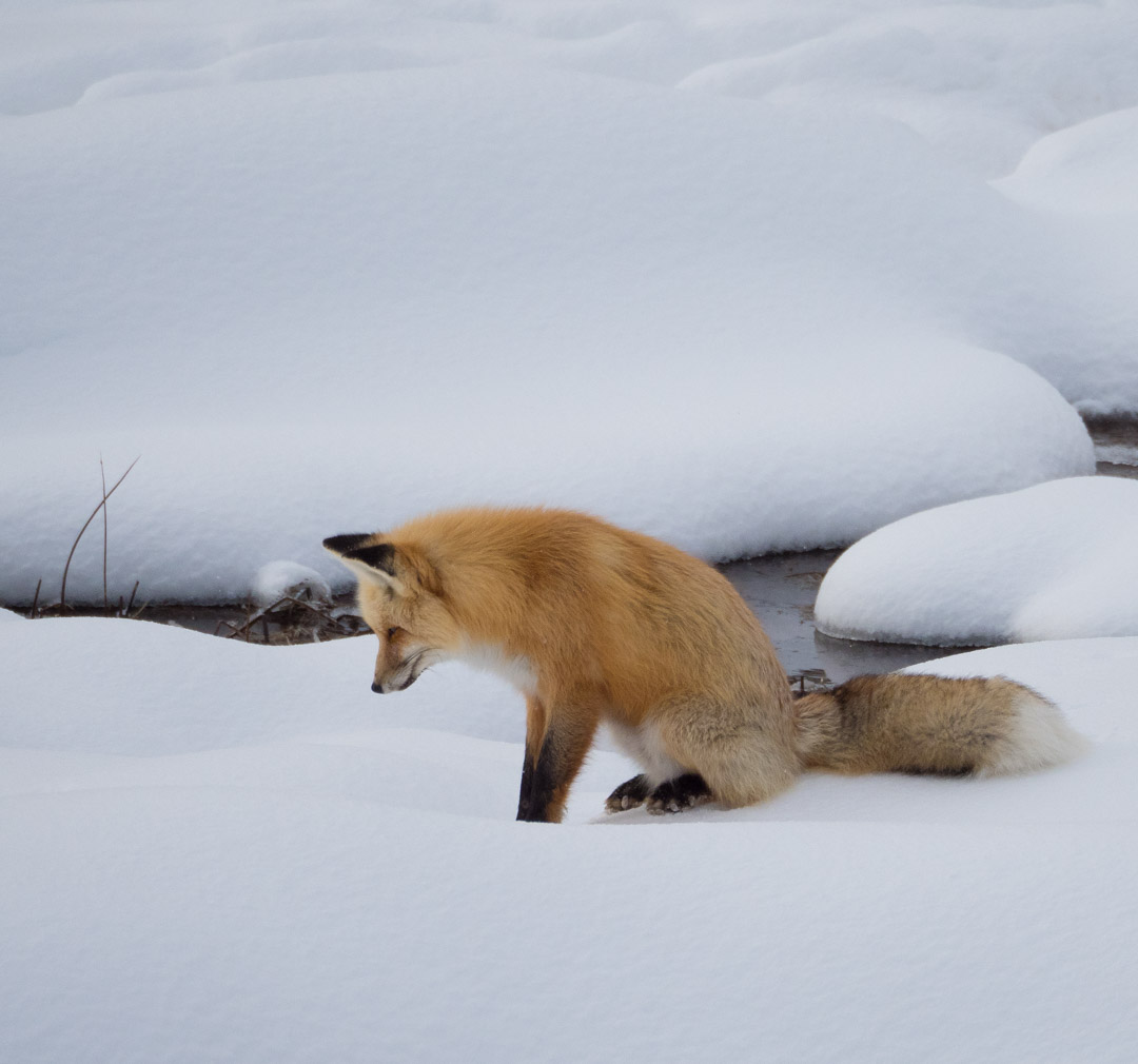 red fox hunting