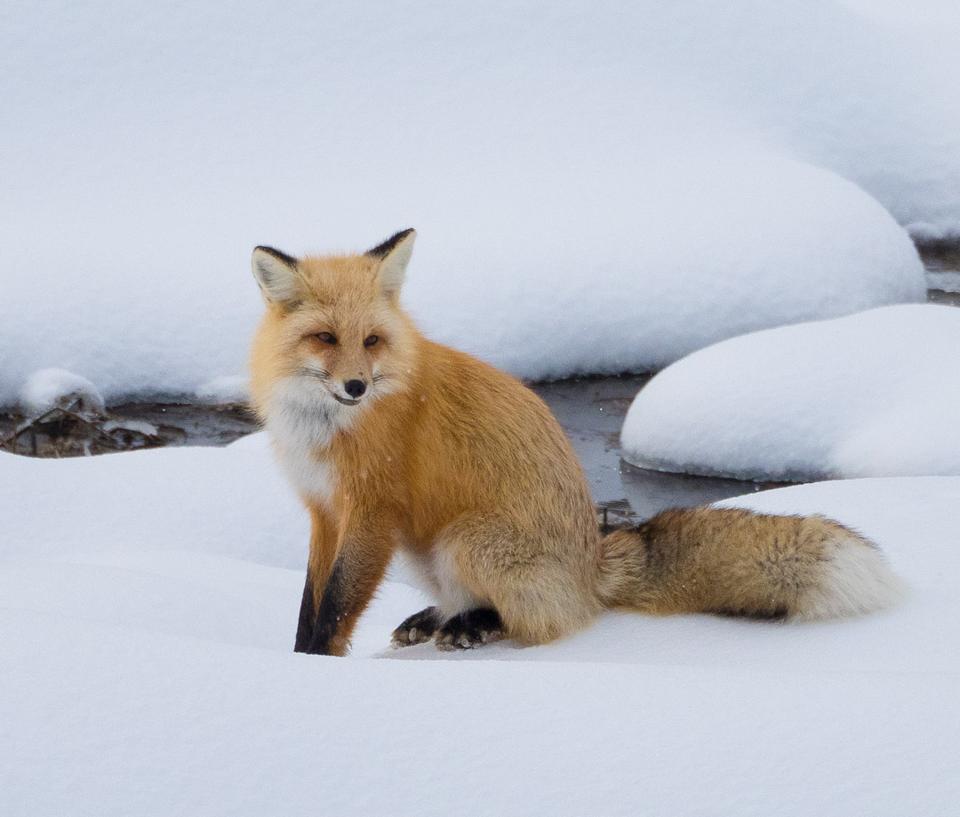 Red fox in Snow in Yellowstone