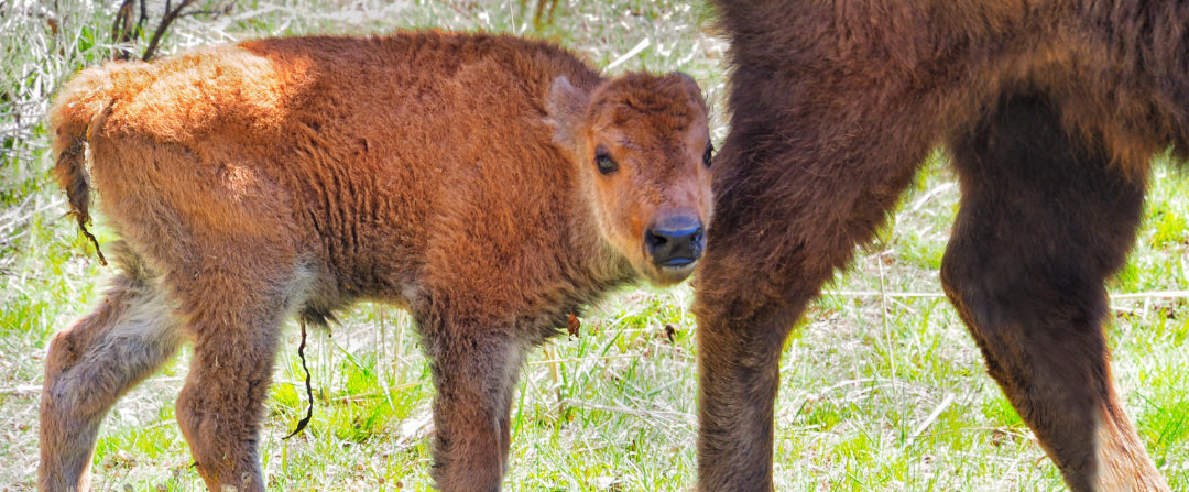 New bison calf Yellowstone