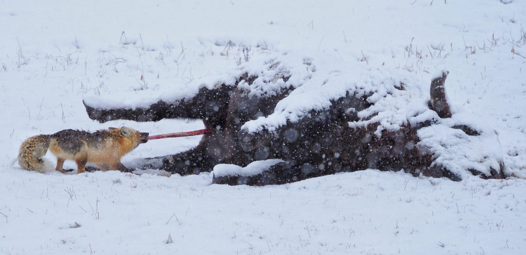 red fox on a bison carcass Yellowstone