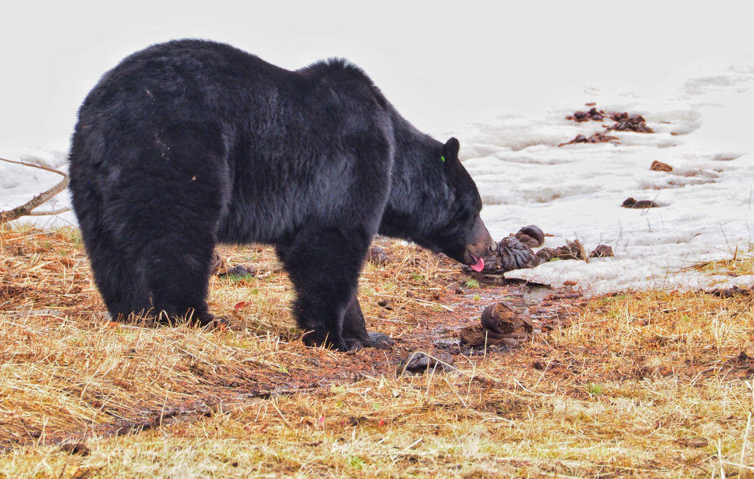 black bear in Yellowstone