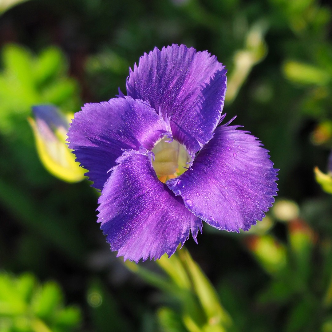 Fringed gentian flower Heart Lake Yellowstone