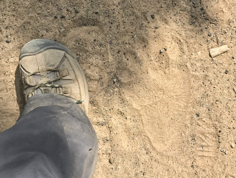 Bear track on Heart Lake trail in Yellowstone