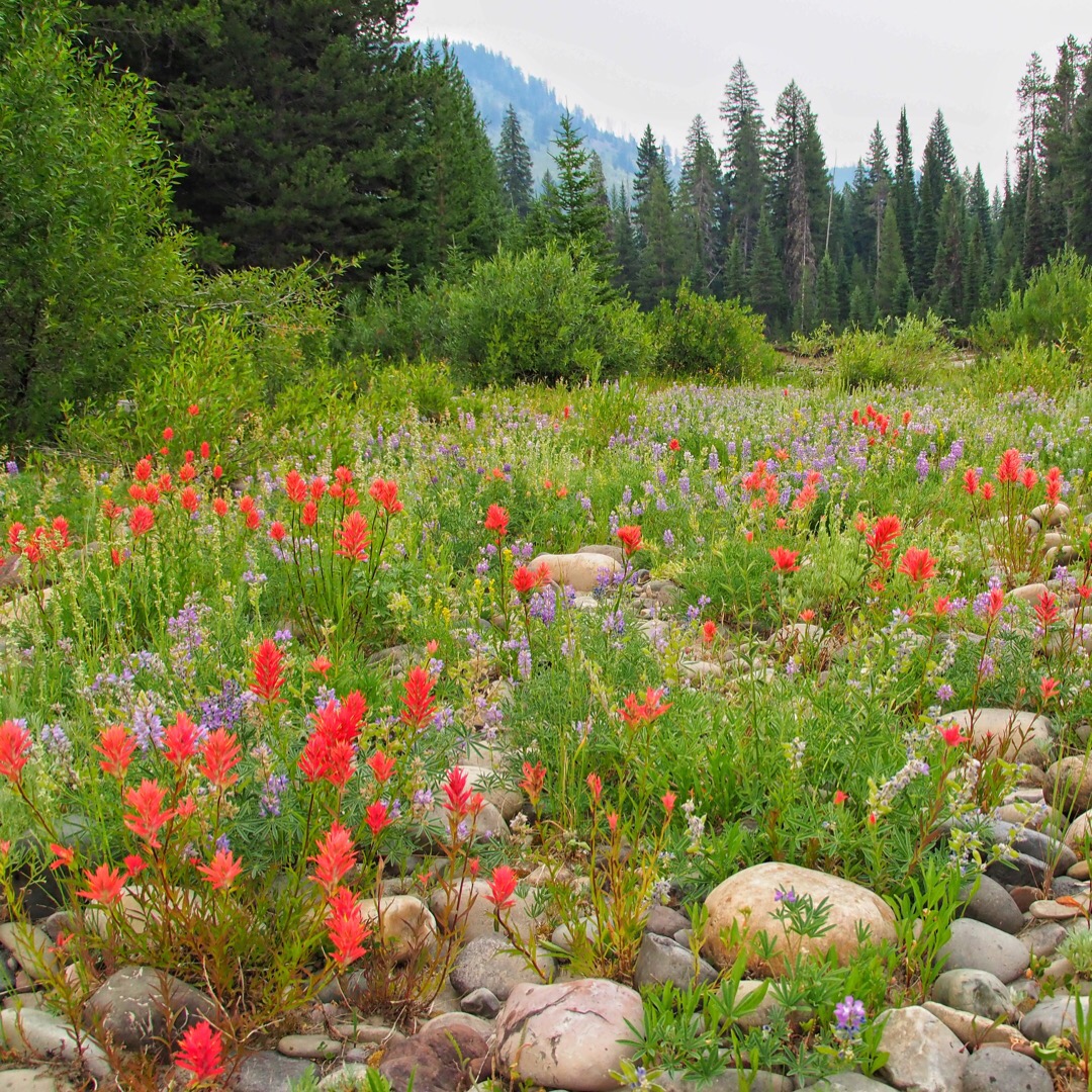 Flowers along the Snake River