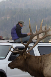 George-Bumann-studying-elk