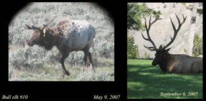 Bull Elk Through Spotting Scope Yellowstone National Park