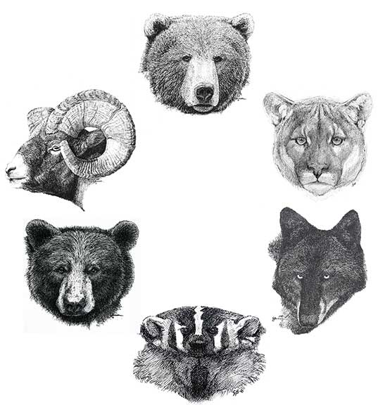 Wildlife Portraits - A Yellowstone Life