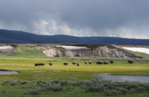 Hayden Valley Yellowstone