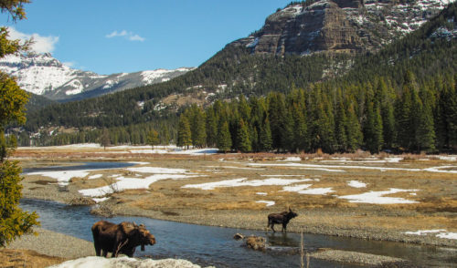 Moose in Yellowstone National Park - A Yellowstone Life