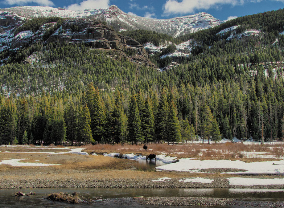 Moose in Yellowstone National Park