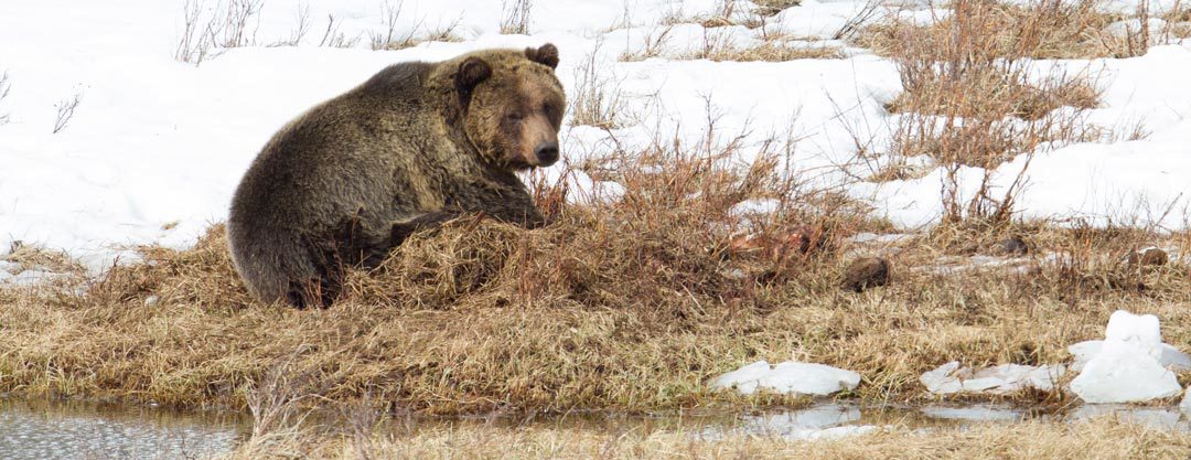 Yellowstone grizzly bear (NPS photo)