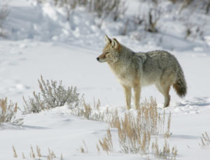 Yellowstone coyote (NPS photo)