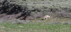 Coyote chasing an elk calf in Yellowstone