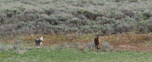 Coyote chasing elk calf Yellowstone