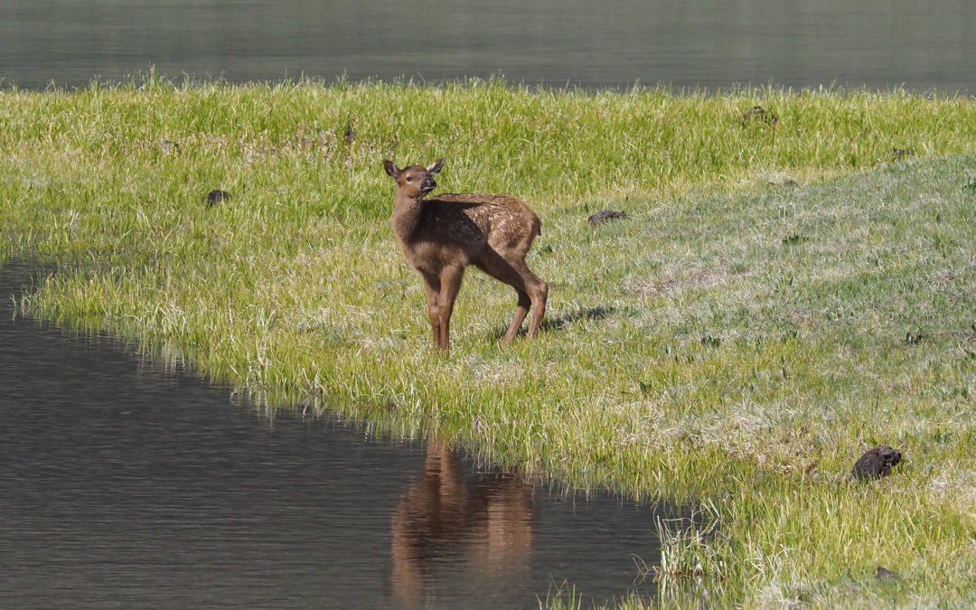 Elk calf Hayden Valley Yellowstone