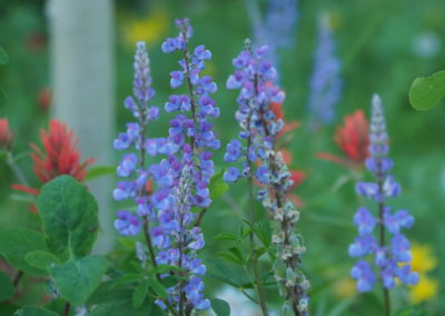 Lupine and Indian paintbrush flowers in aspen stand Grand Teton National Park