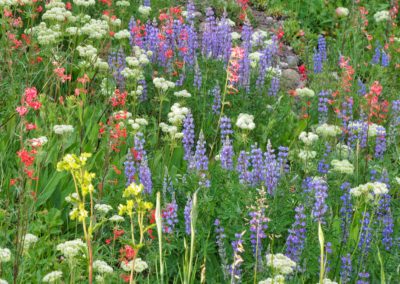 Field of Flowers Grand Teton National Park