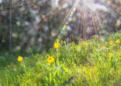 Helianthella Flowers Grand Teton National Park