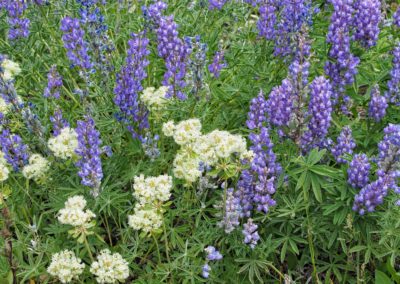 Lupine and Buckwheat Flowers Grand Teton National Park