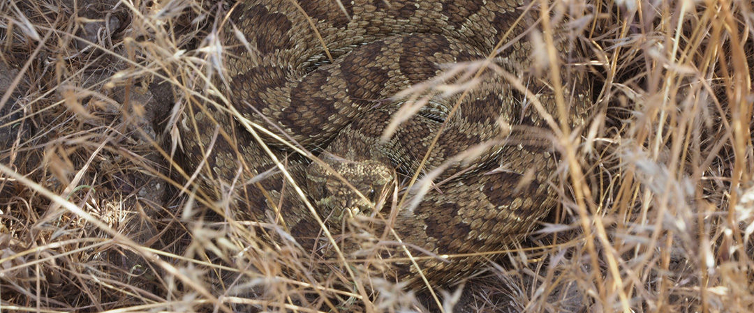 prairie rattlesnake coiled and hidden in the grass