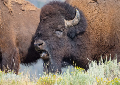 Bull bison bellowing Yellowstone