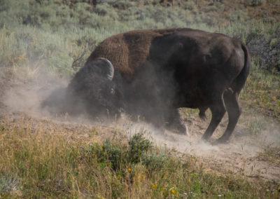 Bull bison wallowing in Yellowstone