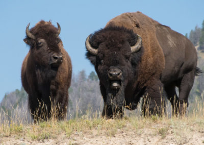 Bull and cow bison on a hill in Yellowstone