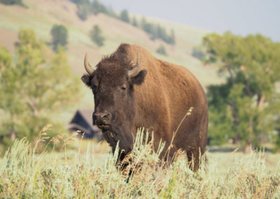 Cow bison at Lamar Buffalo Ranch Yellowstone