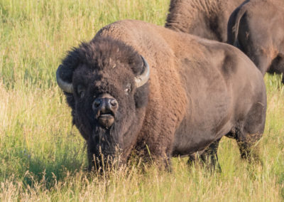 Impressive bull bison Yellowstone