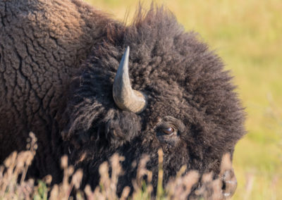 Bull Bison head in grass Yellowstone