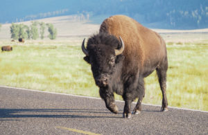 Bison crossing the road in Lamar Valley