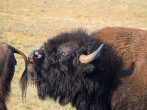 Bull bison with cow during the rut in Yellowstone