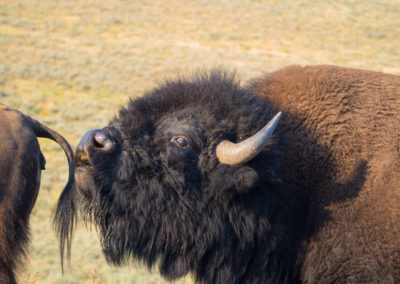 Bull bison with cow during the rut in Yellowstone