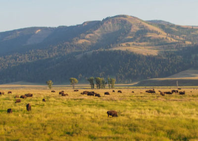 Bison herd in Lamar Valley in Yellowstone