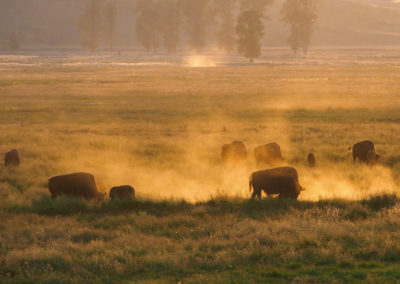 Bison silhouetted at sunset in Lamar Valley in Yellowstone