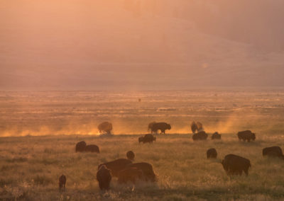 Bison silhouetted in the setting sun in Lamar Valley