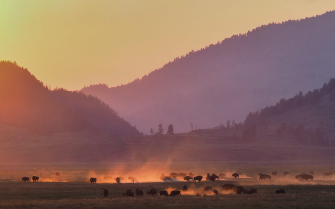 Scene from the bison rut at sunset in Lamar Valley in Yellowstone National Park