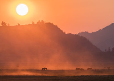 Bison at Sunset, Lamar Valley