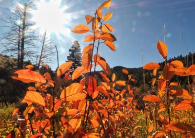 Sunlight through fall leaves along the Gardner River in Yellowstone National Park